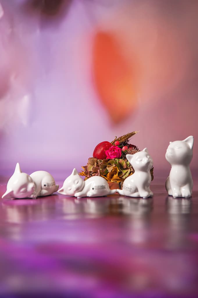 sadira-katze-weiss-creme-kollektion