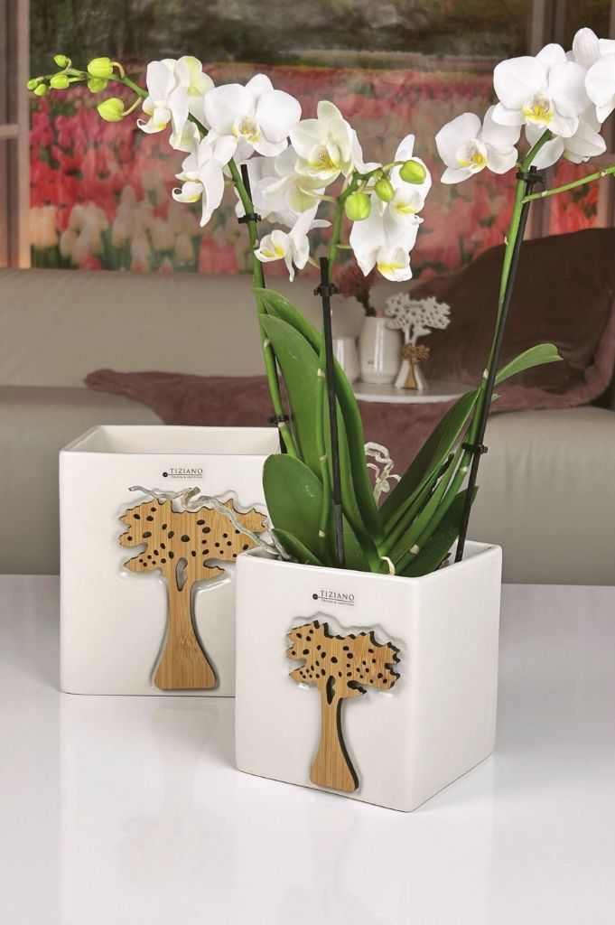 Kübel Joy Orchidee