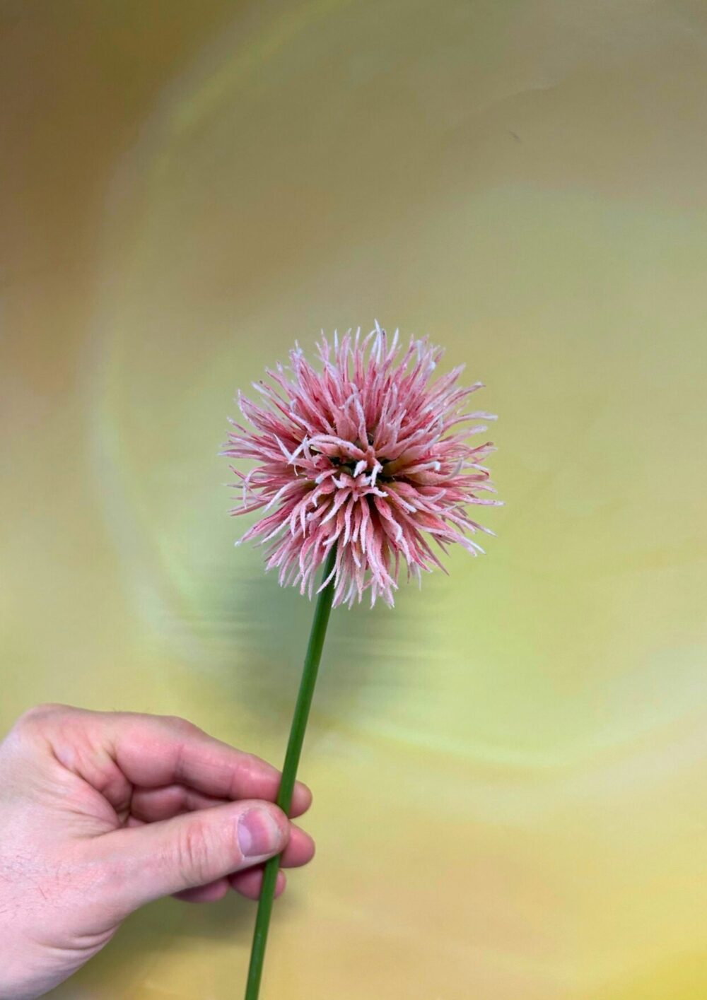 Allium pink 50cm