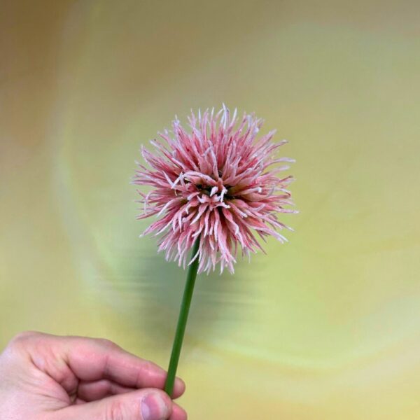 Allium pink 50cm