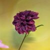 Dahlie Fuchsia pink