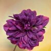 Dahlie Fuchsia pink detail