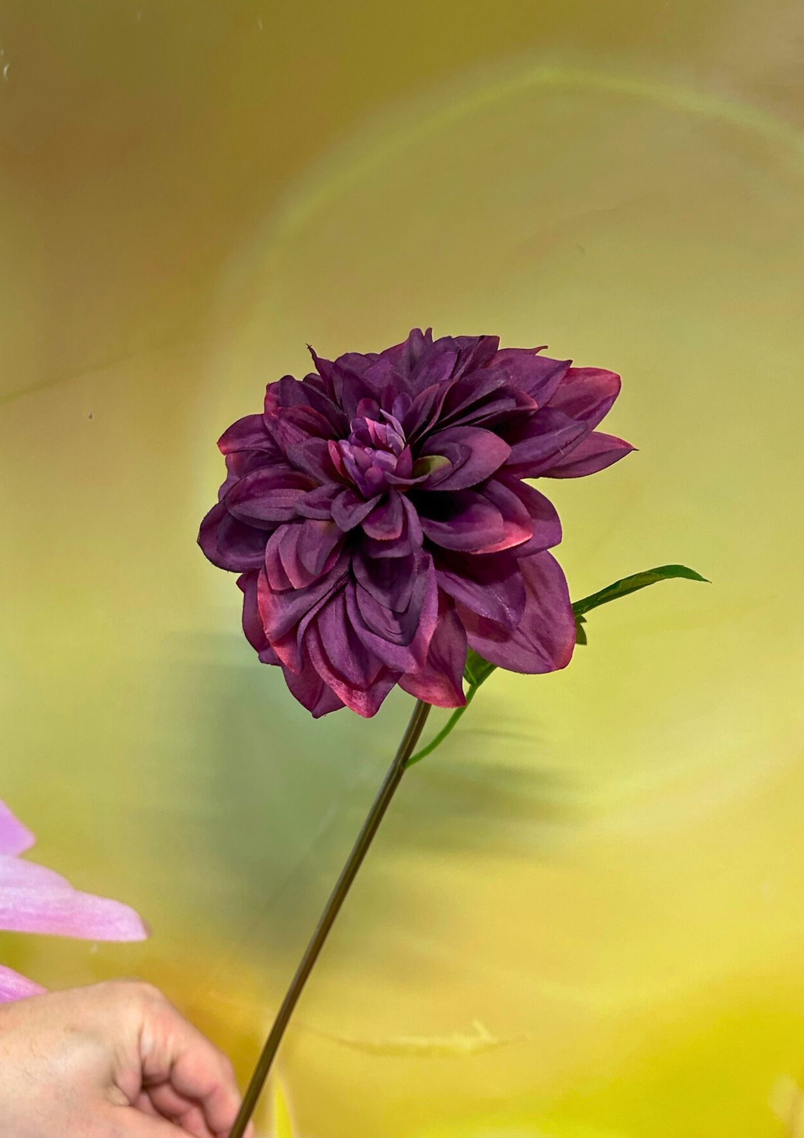 Dahlie Fuchsia pink