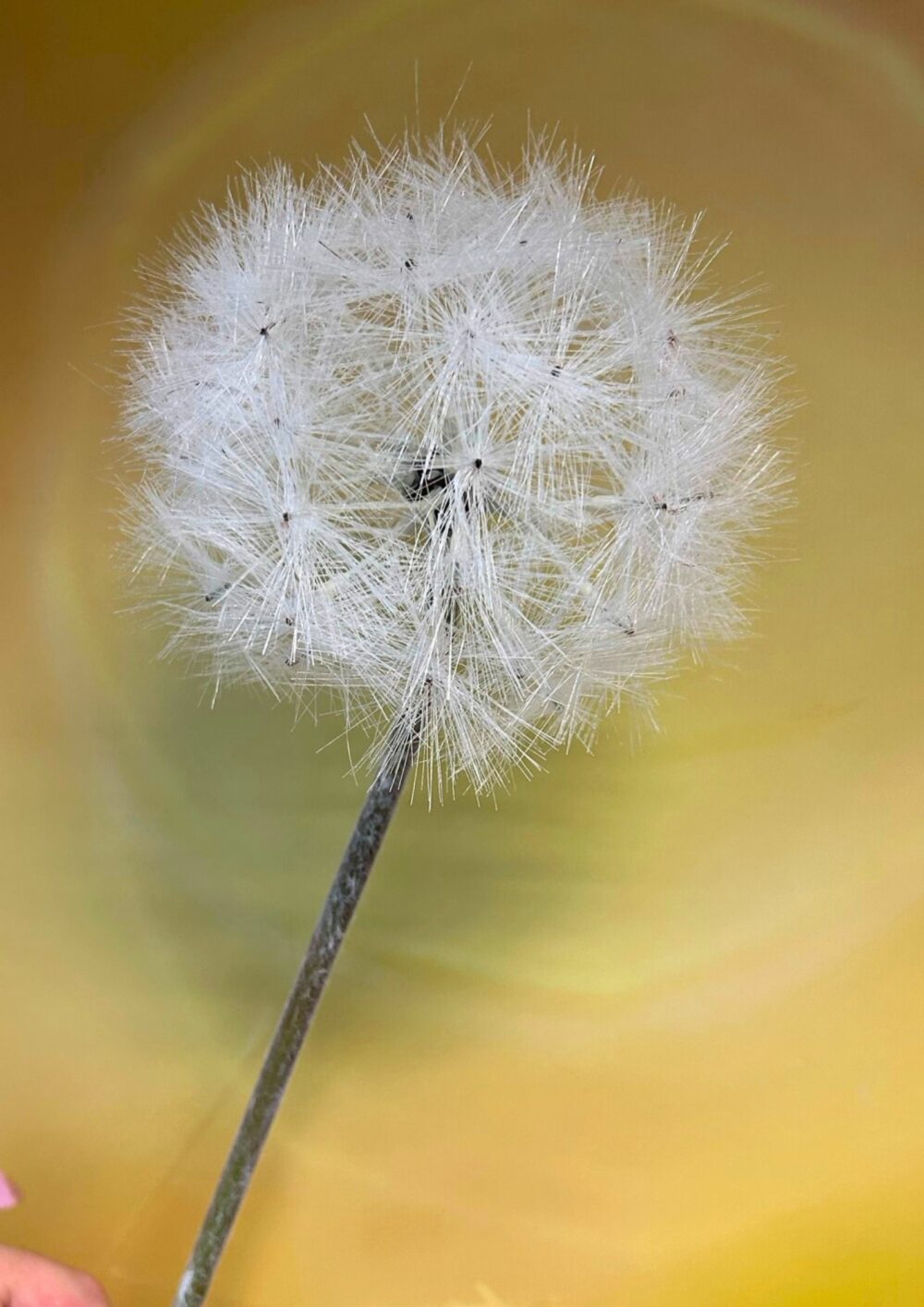 Pusteblume creme detail