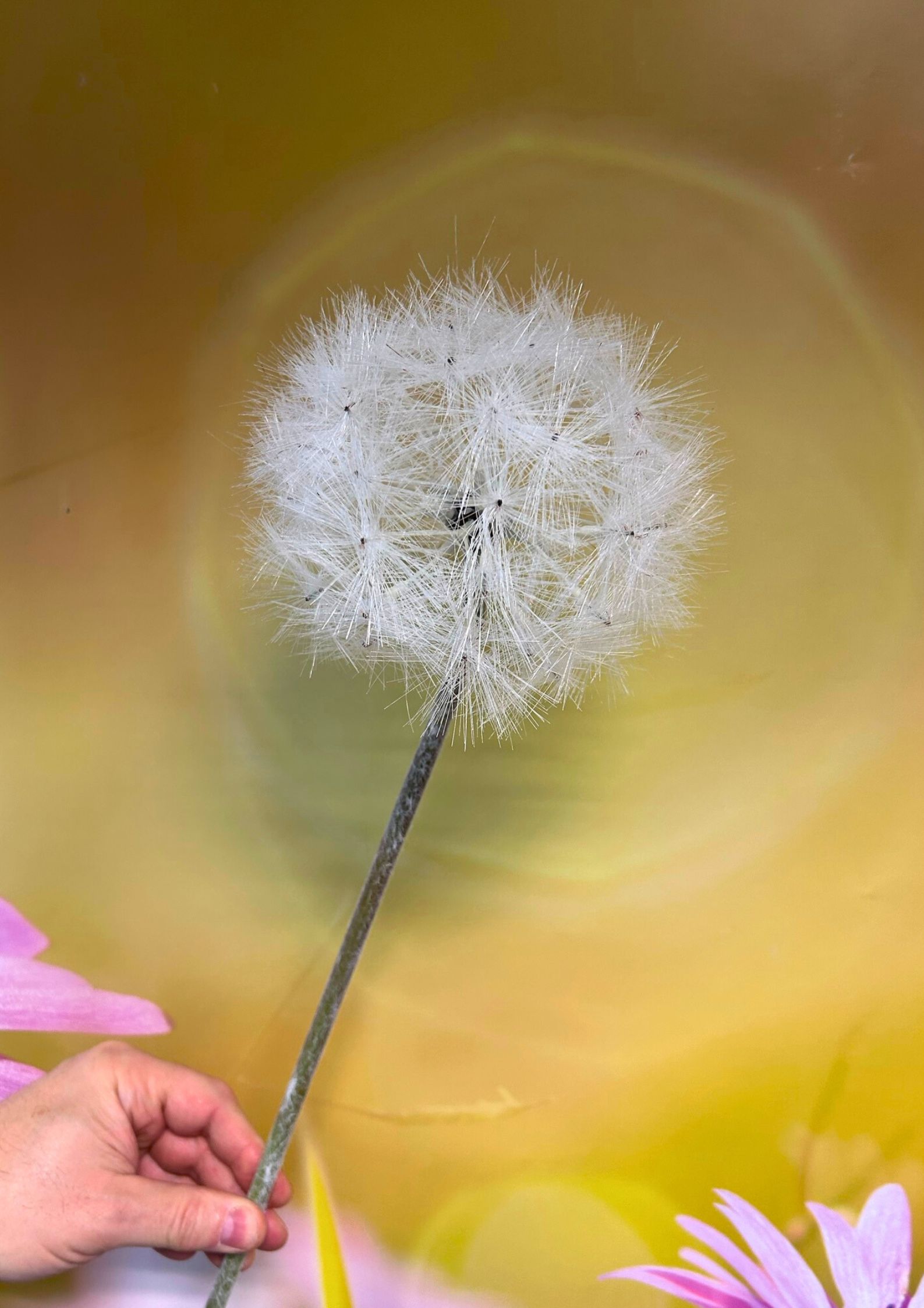 Pusteblume creme