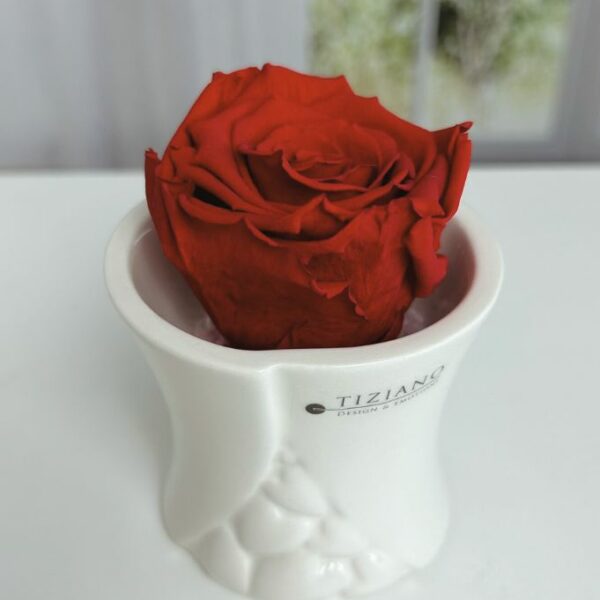 Dekoset Mini Blumentopf Stellina Infinity Rose rot