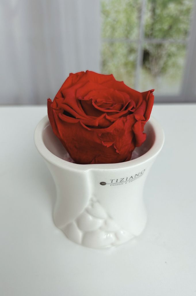 Dekoset Mini Blumentopf Stellina Infinity Rose rot