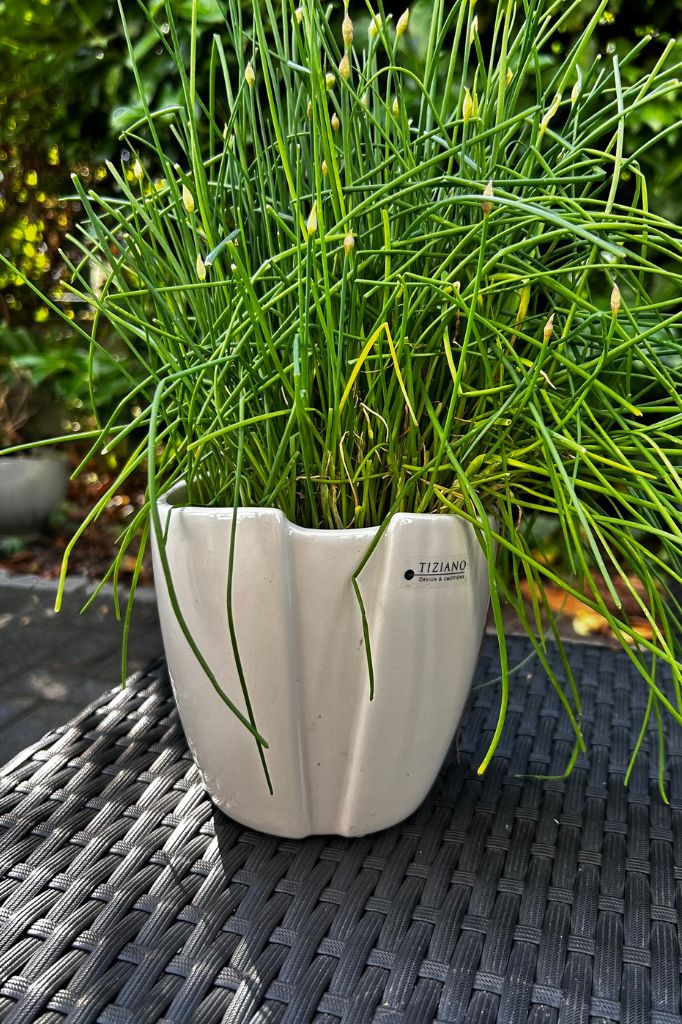 Orchideenkübel Soraga 14,5cm creme-weiß