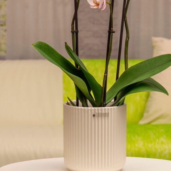 Galla Orchideenkübel detail