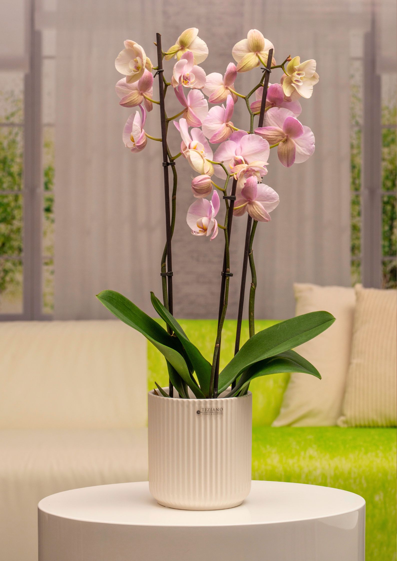 Galla Orchideenkübel