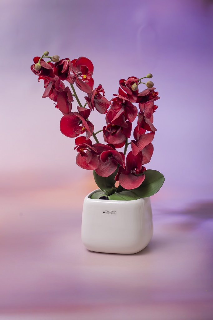 Kübel Orch.Brezone 14 creme