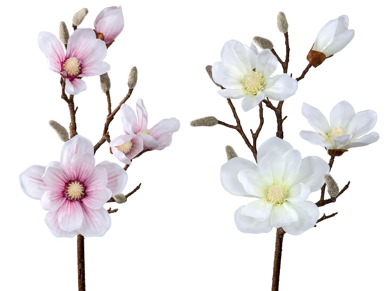 Magnolienzweig farb. sort