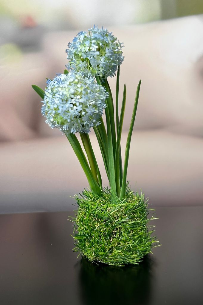 Allium blau auf Grassockel