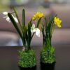 Frühlingsblüher weiß auf Grassockel – Bild 4