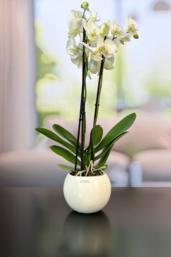 Kübel Morenga creme-weiß – Bild 3