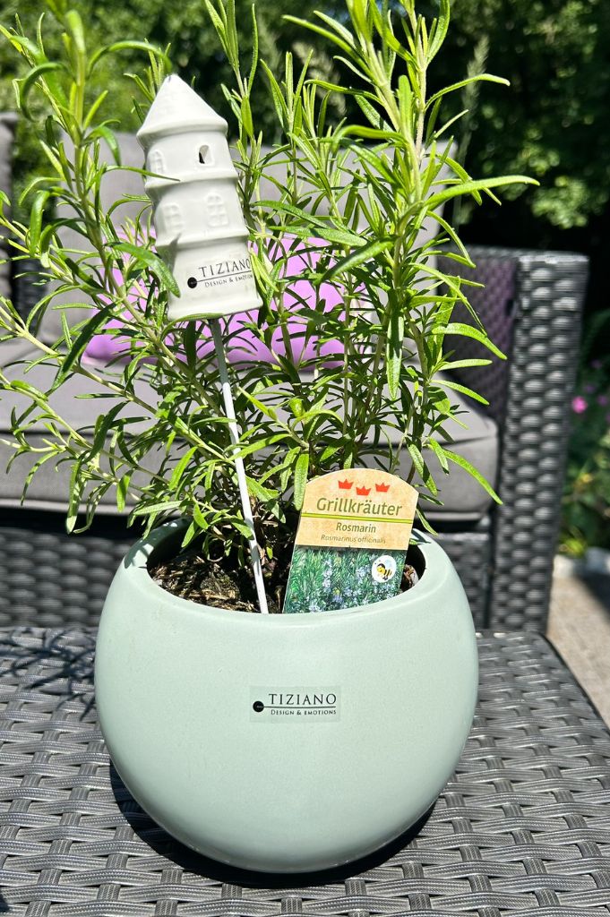 Orchideenkübel Morenga farbig – Bild 3