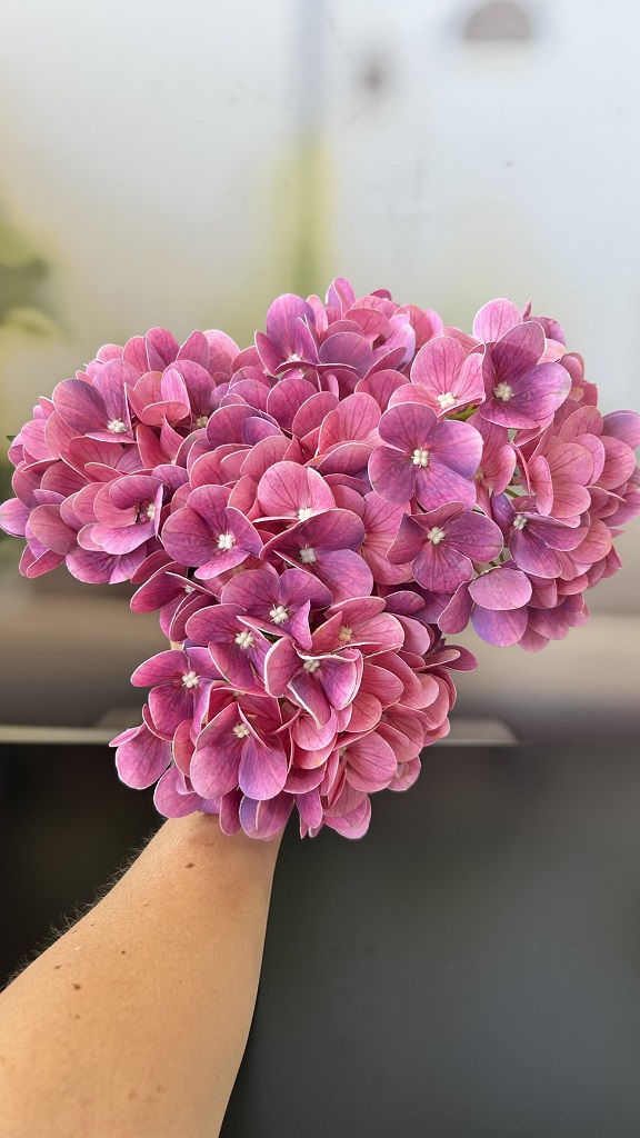 Hortensienbusch pink