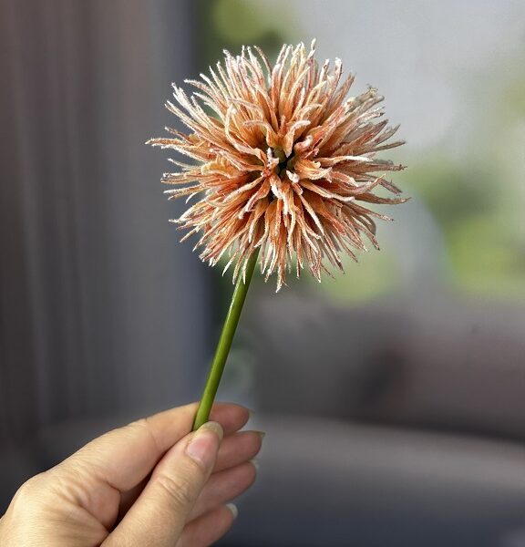 Allium orange