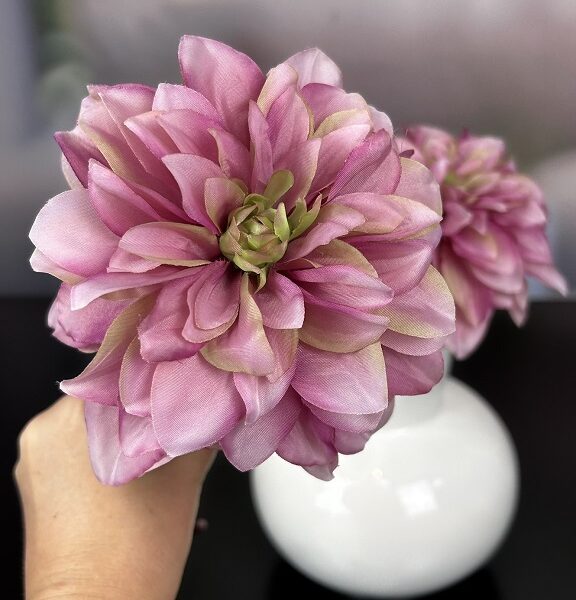 Dahlie fuchsia