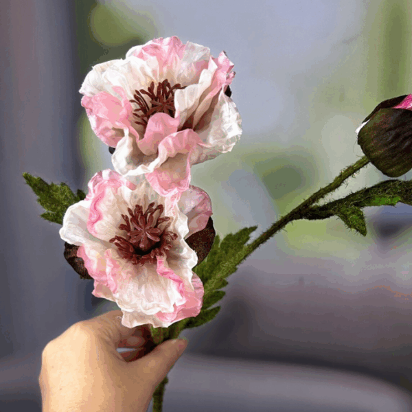 Mohn dunkelpink