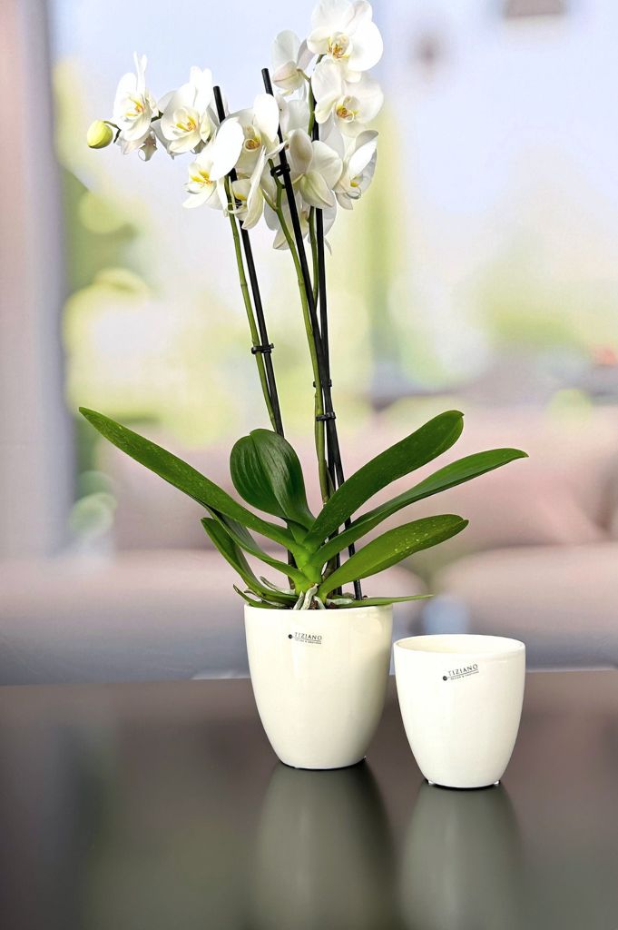 Kübel Primagera creme-weiß – Bild 4