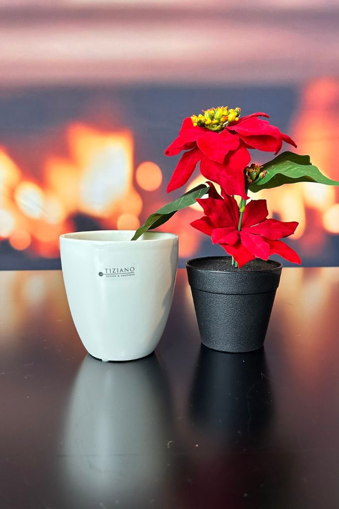 Kübel Primagera creme-weiß – Bild 5